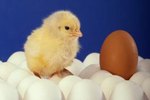 How Do Eggs Form Inside a Chicken?