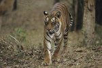 How Does the Tiger Use Its Fur to Survive?