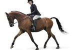 How to Hold the Reins in English Riding