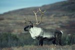 Caribou Adaptations in the Tundra