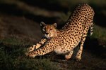 About the Cheetah Kingdom