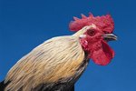 What Is the Hanging Skin Part Under the Rooster's Neck?