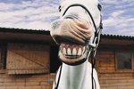 Signs a Horse Needs His Teeth Floated