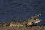 A Crocodile's Natural Habitat