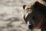 Do Grizzly Bears Avoid Humans?
