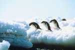 What Is a Penguin's Prey?