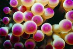 Pink Tip Anemone Care