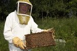 Famous Beekeepers