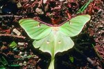 Difference Between Male & Female Luna Moths