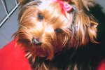 How to Stimulate Hair Growth in a Yorkie