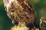 Owl Species of Alabama
