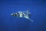 Adaptations of Great White Sharks