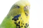 Budgies as Pets for Kids