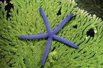The Life Cycle of a Starfish