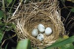 What Happens When Eggs Aren't Incubated?