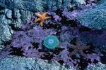 Difference Between Echinoderms & Molluscs