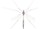 The Lifespan of a Crane Fly