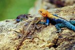 The Habitat of the Agama Lizard