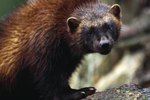 How Big Are Wolverines?