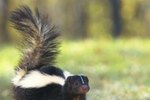 How to Neutralize a Skunk Scent After Spraying