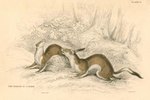 What Do Short-Tailed Weasels Eat?