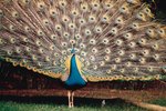 The Difference in Peafowls & Peacocks