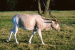 Addax Antelope Characteristics