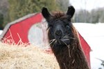 How Do Alpacas Keep Other Animals Out of Their Territory?
