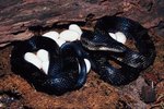 How Fast Do Black Rat Snakes Grow?