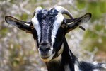 How to Make Cream From Goat's Milk