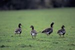 Life Expectancy for Ducks & Geese
