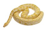 Information on Albino Granite Burmese Pythons