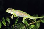 What Is the Dwarf Chameleon's Ecosystem?