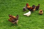 Natural Wormers for Chickens