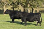 Facts About Angus Cows