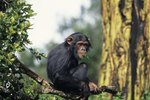 Physical Differences of Male & Female Chimps
