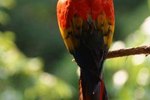 How to Tell the Age of a Sun Conure
