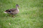 What Are the Causes of a Duck Limp?