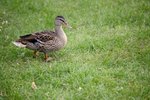 How to Care for Egg-Laying Ducks