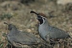 How to Build a Quail Barn