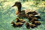 How to Get a Female Duck to Foster Ducklings
