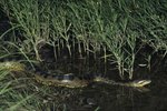Mating Habits of Anacondas