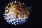 What Happens When Pufferfish Puff Up?