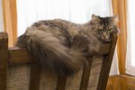 How to Detangle Matted Cat Hair