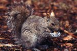 What Kinds of Nuts Do Squirrels Eat?