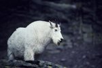 Speed & Agility of a Mountain Goat