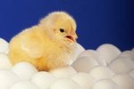 How Do Hens Reproduce?