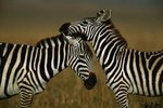 What Places in Africa Do Zebras Live?