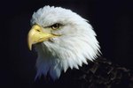 Eagles' Nest Sizes