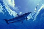 What Kind of Dolphins Live in the Atlantic?